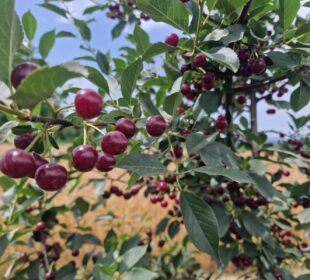 Dani visnje Leskovac 2024